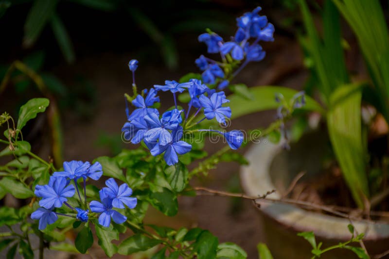 Hoja azul de la flor del color