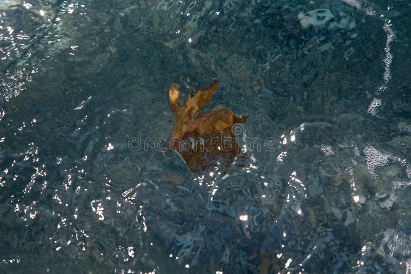 Hoja caida en el agua en un foco selectivo de la costa de mar imagenes de archivo Hoja caida en el agua en un foco selectivo de la costa de mar imagenes de archivo
