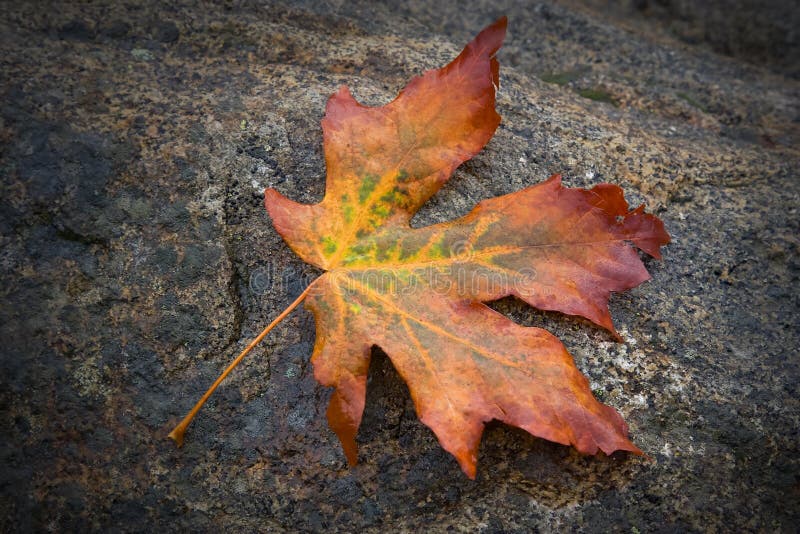 Hoja de arce del otoño foto de archivo Hoja de arce del otoño foto de archivo