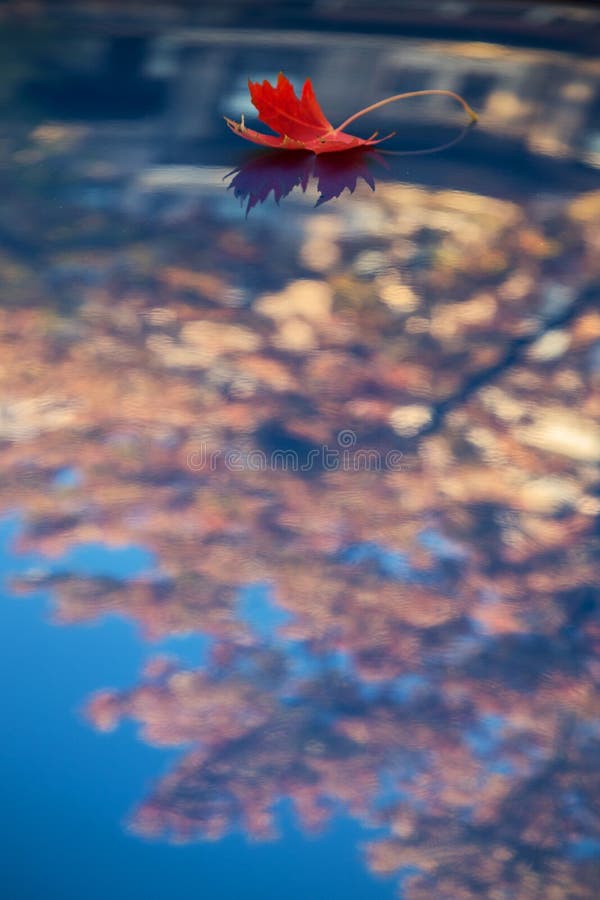 Hoja de arce roja en azul foto de archivo libre de regalías