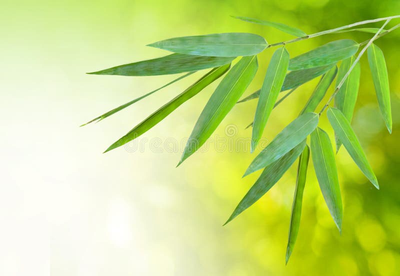 Hoja de bambú foto de archivo. Imagen de oscuro, hoja 124113282