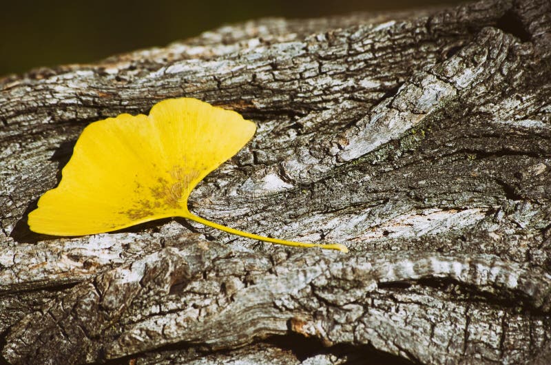 Hoja de Biloba del Ginkgo en de madera imágenes de archivo libres de regalías Hoja de Biloba del Ginkgo en de madera imágenes de archivo libres de regalías