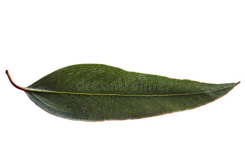 Hoja De Eucalipto Aislada En Blanco Imagen de archivo Imagen de