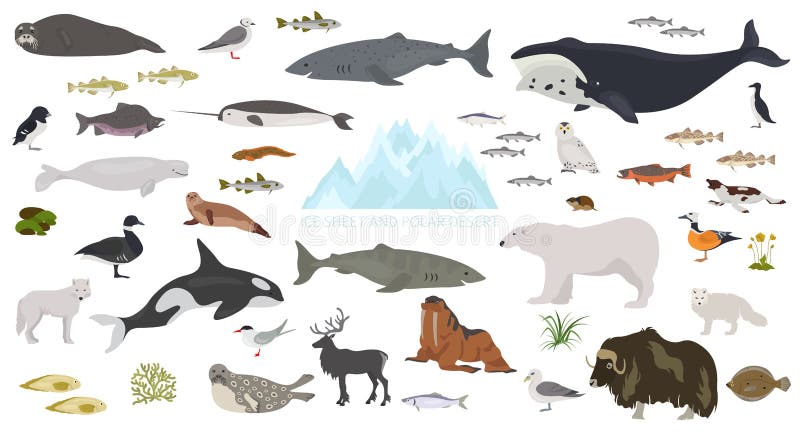 Hoja de hielo y bioma polar del desierto Mapa del mundo terrestre del ecosistema Diseño infographic ártico de los animales, de lo