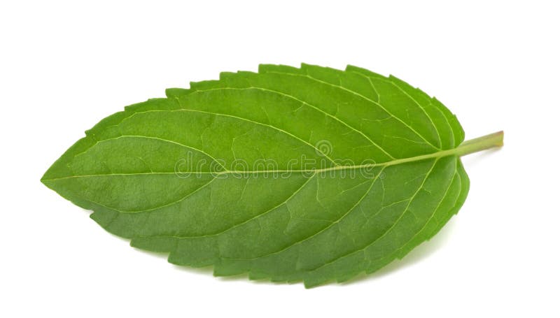 Hoja de la menta imagenes de archivo Hoja de la menta imagenes de archivo