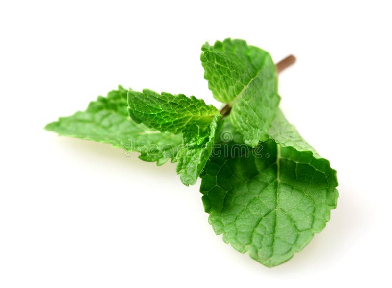 Hoja de menta fresca fotografía de archivo