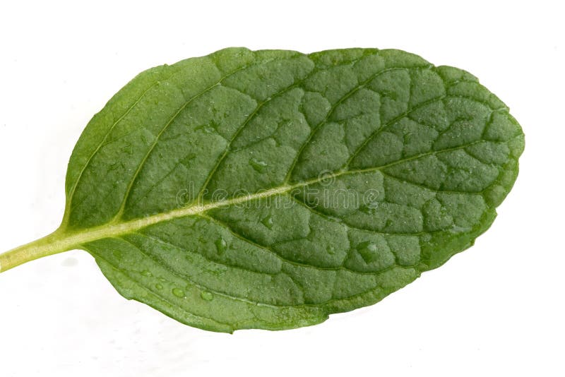 Hoja de menta fresca fotografía de archivo libre de regalías