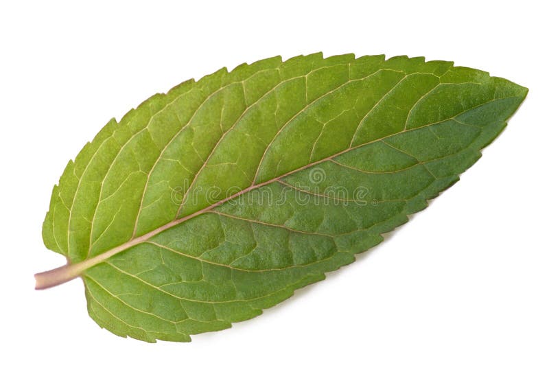 Hoja de menta fresca foto de archivo libre de regalías