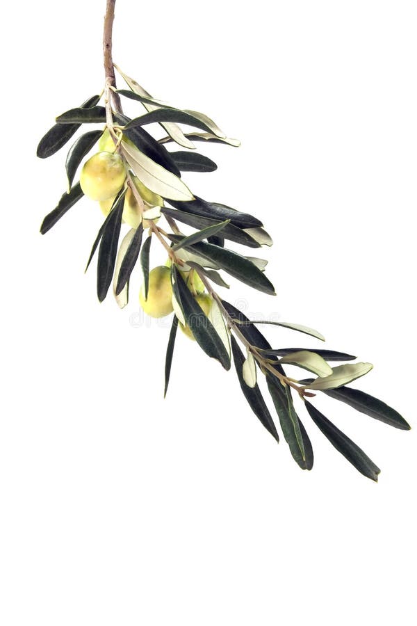 Rama De Olivo Y Hojas Aisladas Foto de archivo Imagen de nadie