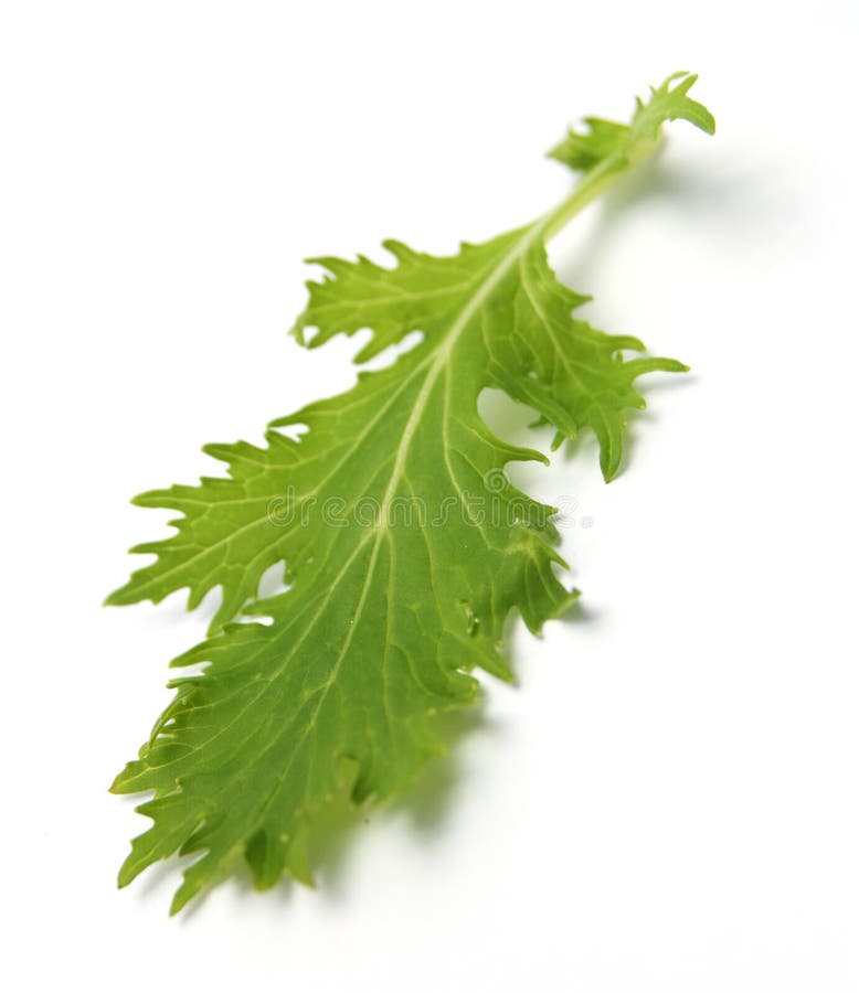 Hoja De Las Ensaladas Verdes Imagen de archivo Imagen de detalle