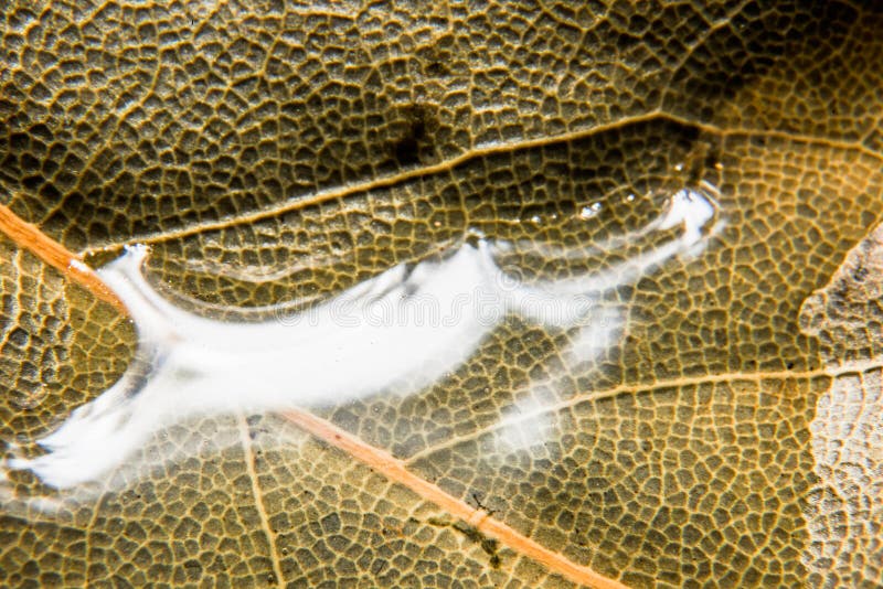 Hoja De Laurel En Macro Del Agua Imagen de archivo Imagen de hoja