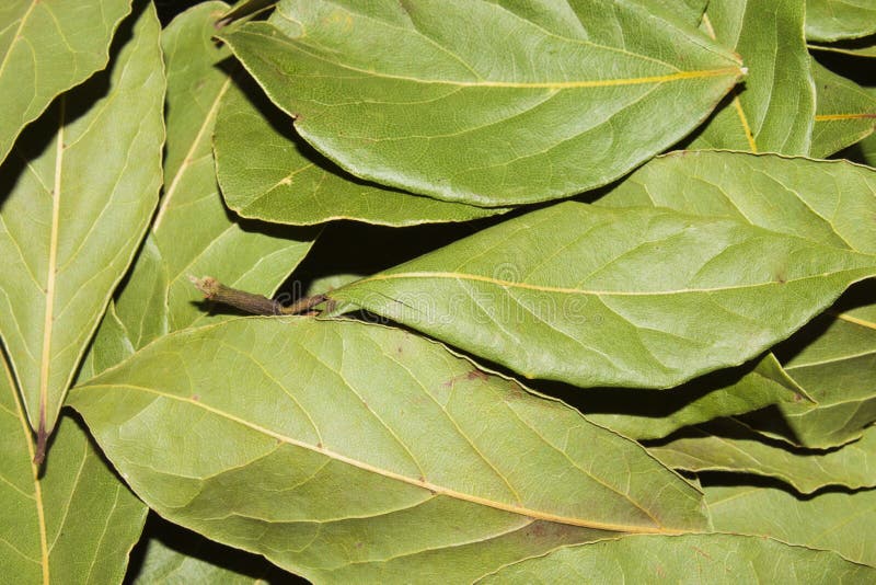 Hoja De Laurel Fondo De La Hoja De Laurel Foto de archivo Imagen de