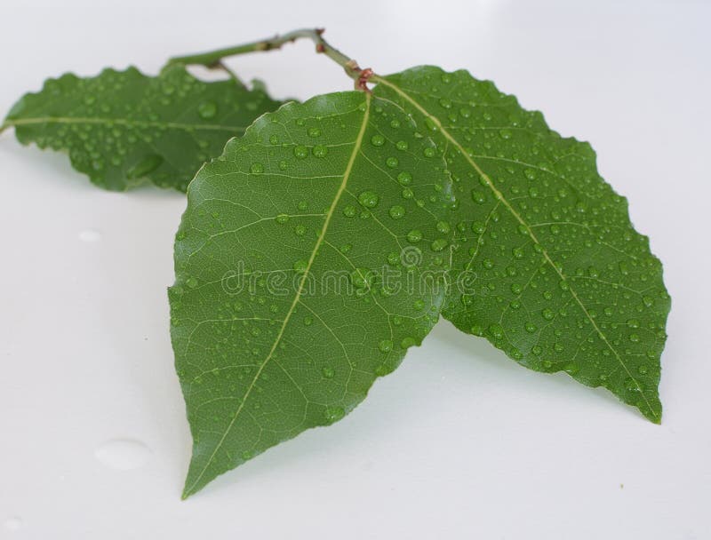 Hoja de laurel imagen de archivo. Imagen de aroma, hierba 238401829