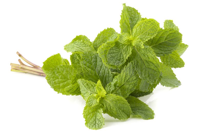 Hoja de menta fresca aislada en un fondo blanco foto de archivo
