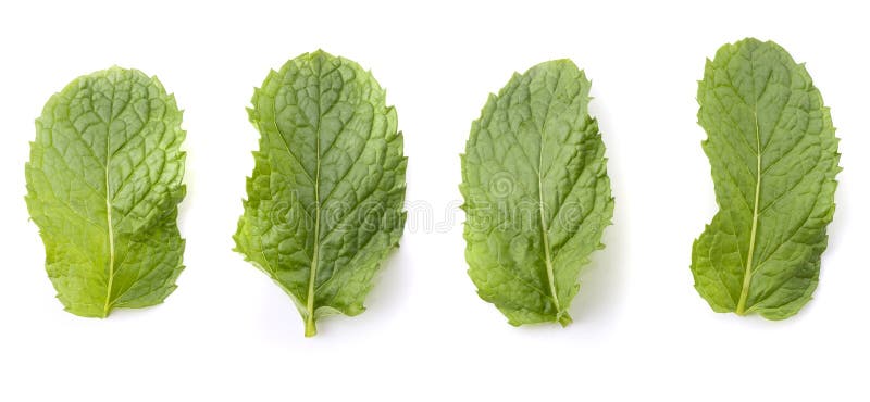 Hoja de menta fresca aislada en un fondo blanco imagen de archivo libre de regalías