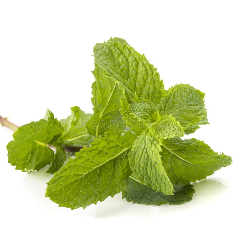 Hoja de menta fresca aislada en un fondo blanco imagen de archivo libre de regalías