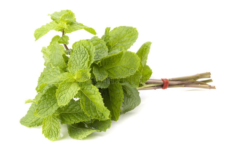 Hoja de menta fresca aislada en un fondo blanco imagenes de archivo