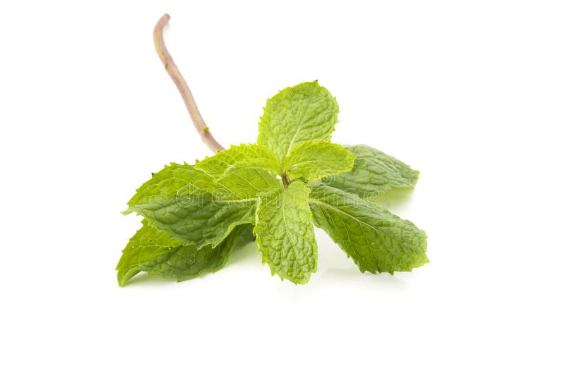 Hoja de menta fresca aislada en un fondo blanco fotos de archivo