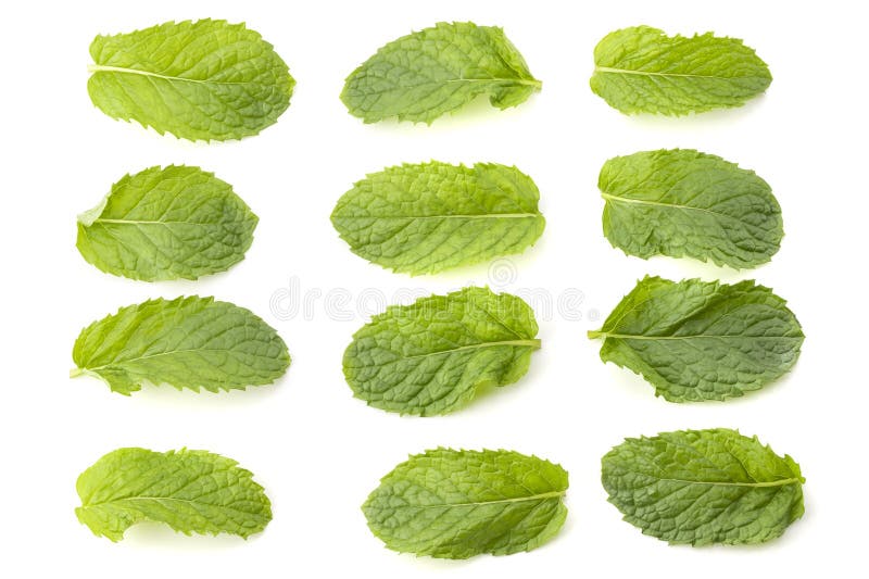 Hoja de menta fresca aislada en un fondo blanco fotografía de archivo libre de regalías