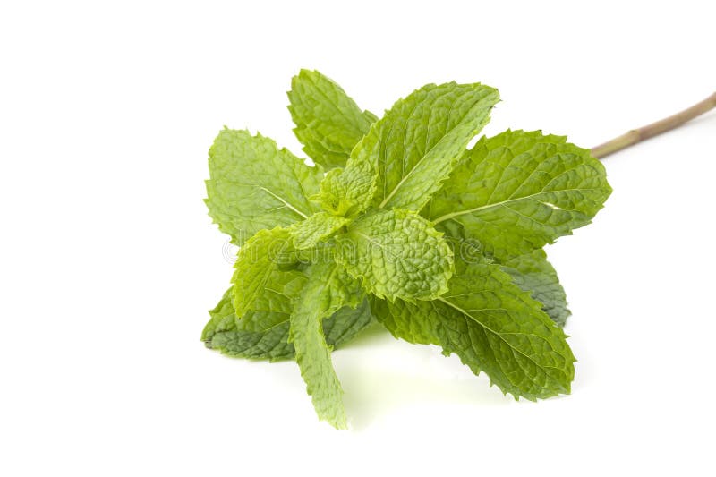 Hoja de menta fresca aislada en un fondo blanco imagenes de archivo