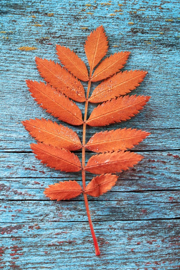 Hoja de naranja otoñal de un árbol de ceniza foto de archivo libre de regalías Hoja de naranja otoñal de un árbol de ceniza foto de archivo libre de regalías