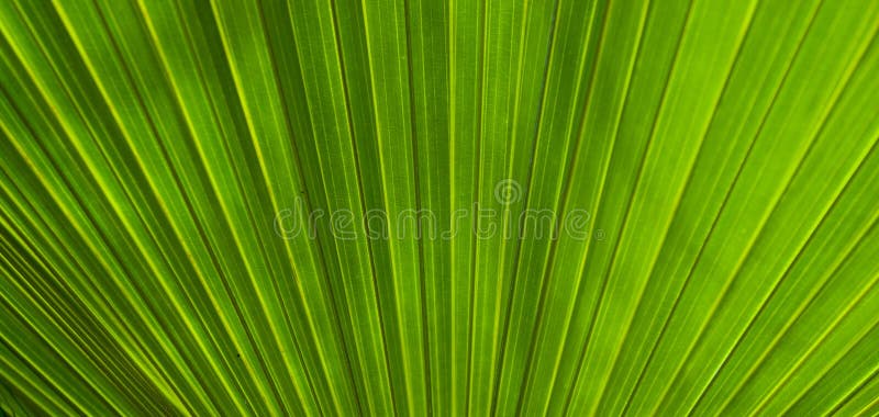 Primer plano de una exuberante hoja de palma imagenes de archivo