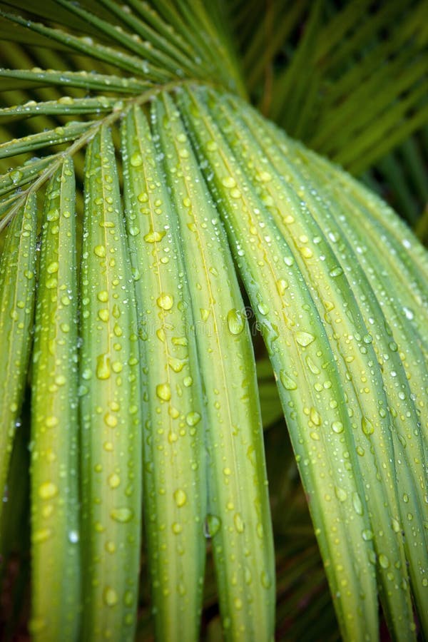 Hoja de palma verde con gotas del agua foto de archivo Hoja de palma verde con gotas del agua foto de archivo