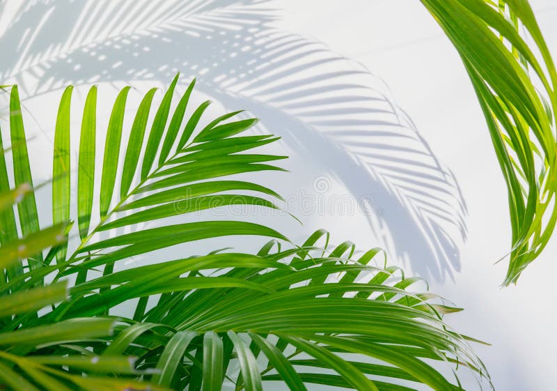 Palm leaf and shadows on a white background. Palm leaf and shadows on a white background