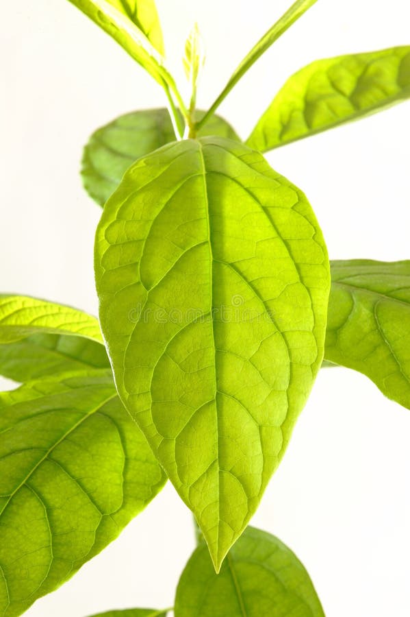 Hoja del aguacate imagen de archivo. Imagen de textura 45110109