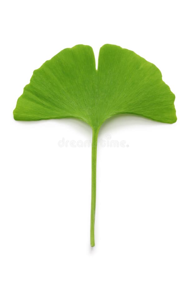 Hoja del biloba del Ginkgo foto de archivo libre de regalías Hoja del biloba del Ginkgo foto de archivo libre de regalías