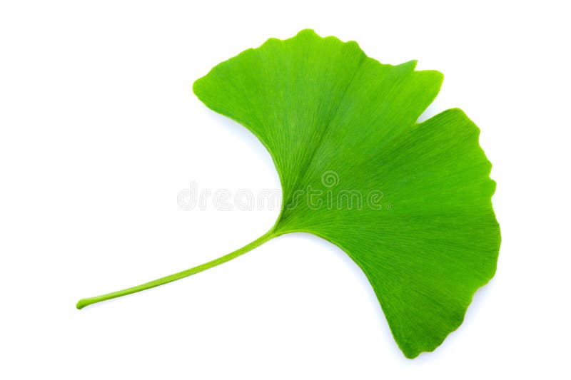 Hoja del Ginkgo foto de archivo Hoja del Ginkgo foto de archivo