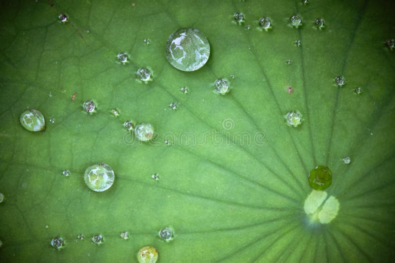 Hoja del loto con gota del agua imagenes de archivo Hoja del loto con gota del agua imagenes de archivo