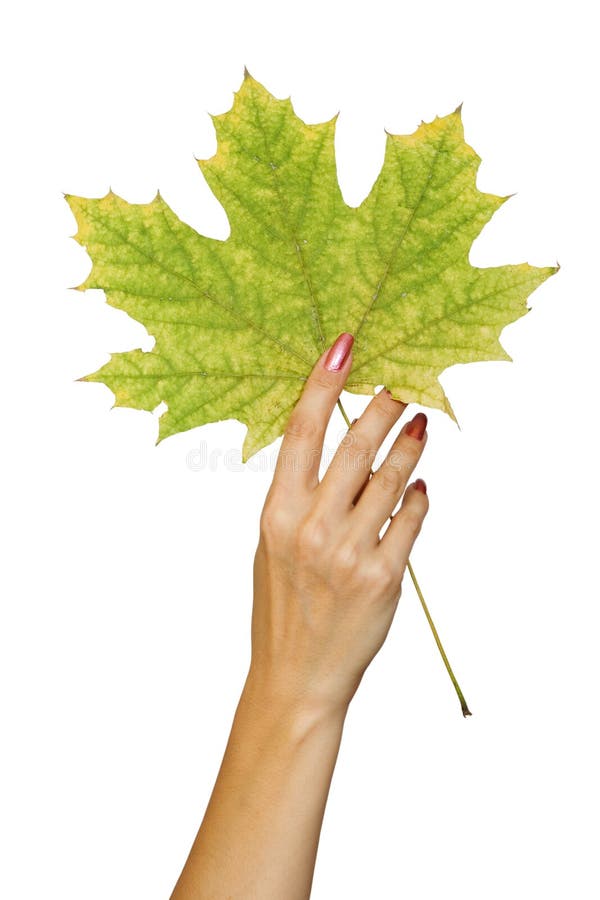Hoja del otoño imagen de archivo libre de regalías Hoja del otoño imagen de archivo libre de regalías