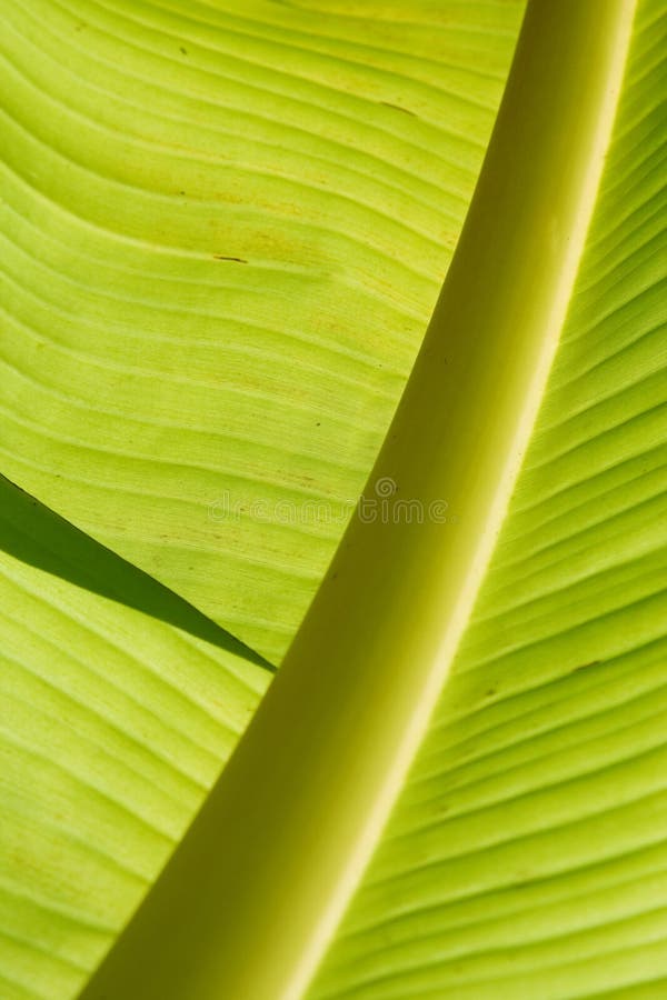 Hoja del plátano foto de archivo. Imagen de colorido, fértil 6165822