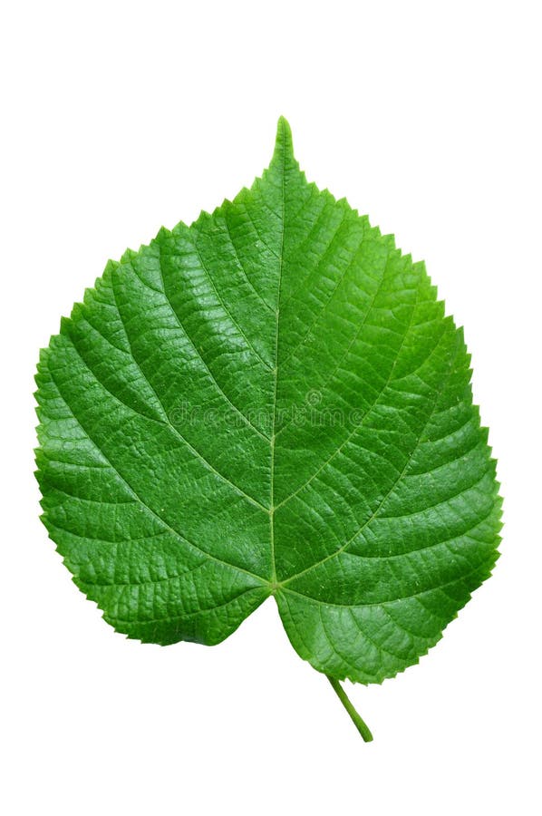 Hoja del Tilia fotos de archivo libres de regalías Hoja del Tilia fotos de archivo libres de regalías