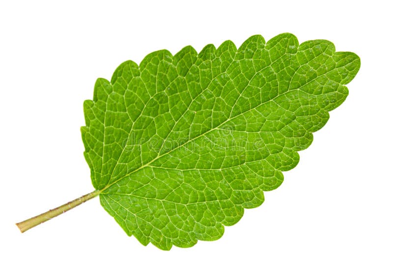 Hoja del toronjil foto de archivo. Imagen de hierba, cierre 7594808