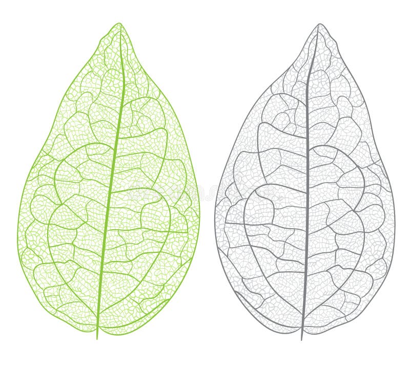Hoja del vector aislada ilustración del vector Hoja del vector aislada ilustración del vector