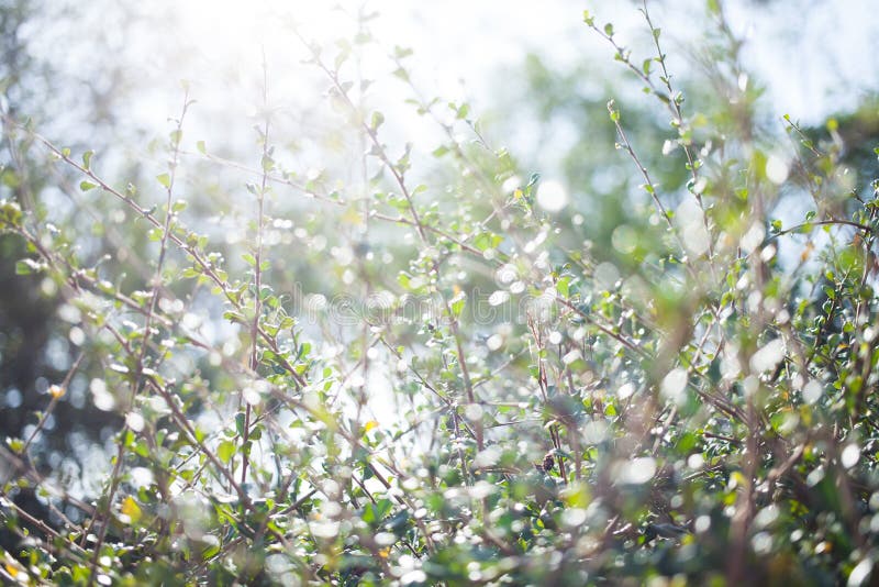 Hoja del verde del bokeh de la falta de definición con el fondo de la llamarada del sol foto de archivo Hoja del verde del bokeh de la falta de definición con el fondo de la llamarada del sol foto de archivo