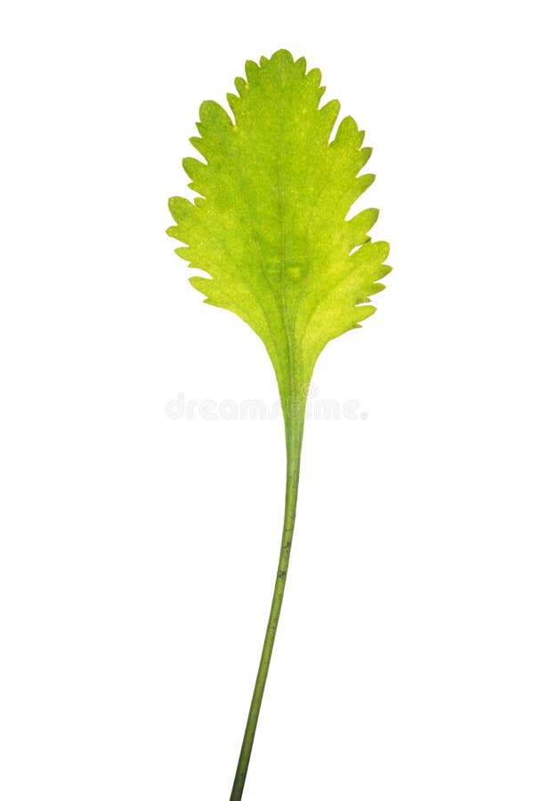Hoja del vulgare del Leucanthemum aislada en blanco imagen de archivo Hoja del vulgare del Leucanthemum aislada en blanco imagen de archivo