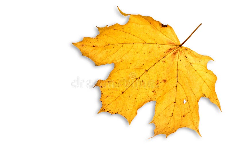 Hoja en el blanco aislado foto de archivo. Imagen de adulto 12479426