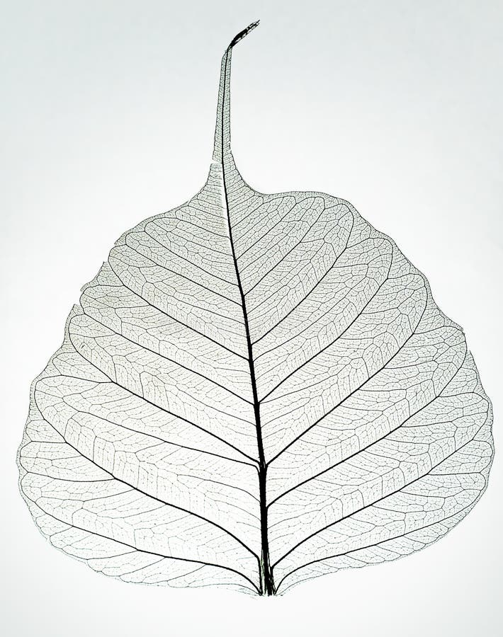 Hoja esquelética foto de archivo libre de regalías Hoja esquelética foto de archivo libre de regalías