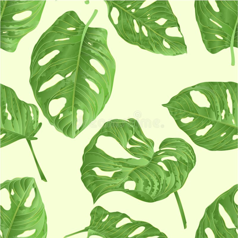 Hoja inconsútil de la planta tropical de la textura de la silueta natural y del contorno del deliciosa de Monstera aislada en un ilustración del vector Hoja inconsútil de la planta tropical de la textura de la silueta natural y del contorno del deliciosa de Monstera aislada en un ilustración del vector