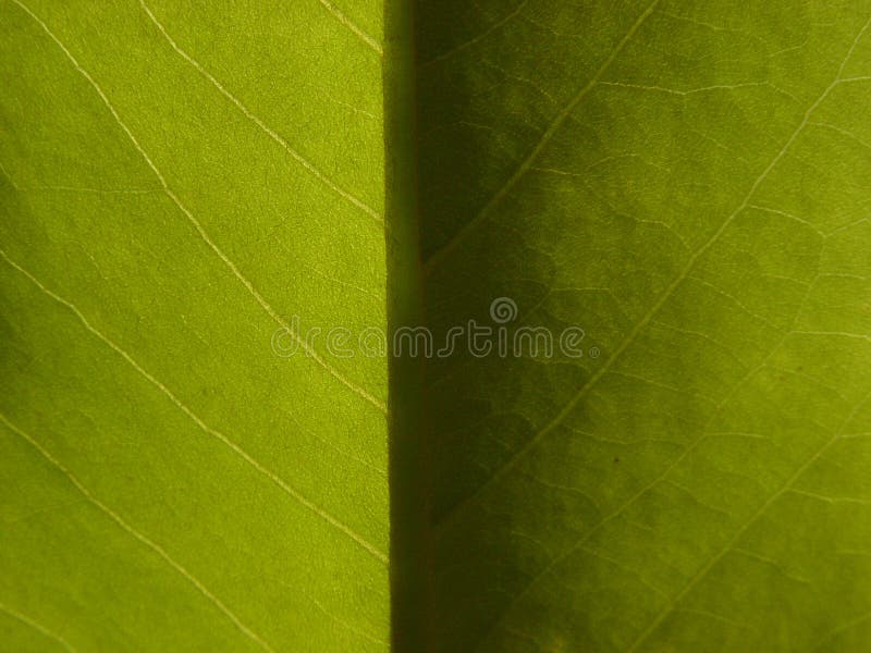 Hoja ligera y oscura de la magnolia imagen de archivo Hoja ligera y oscura de la magnolia imagen de archivo
