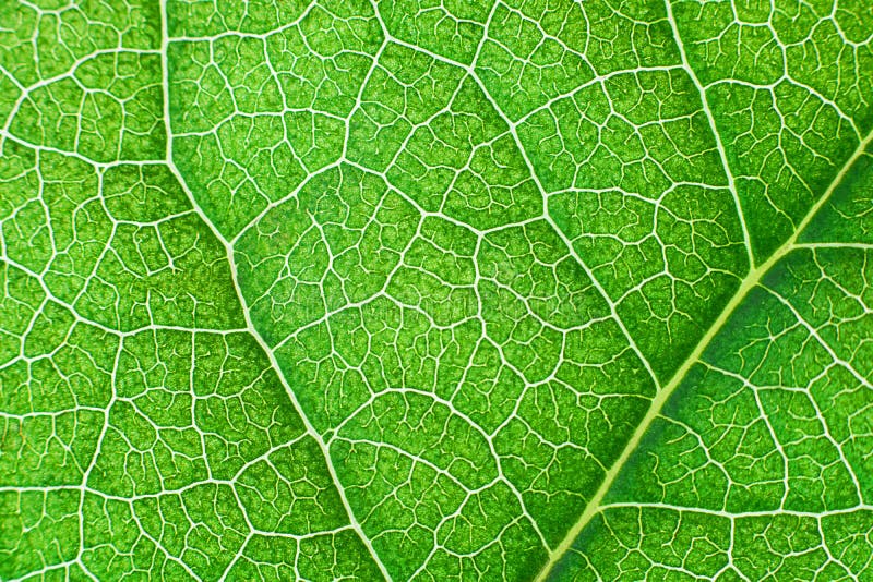 Green Nerved Leaf with Abstract Pattern. Abstract Background for Botany,  Biology and Ecology. Horizontal with Copy Space Foto de archivo - Imagen de  color, floral: 148402488