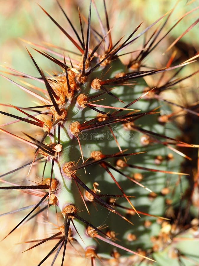 Hoja roja del cactus de Spined foto de archivo libre de regalías Hoja roja del cactus de Spined foto de archivo libre de regalías