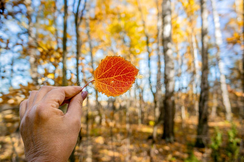 Hoja roja del álamo temblón del otoño hermoso en la mano de una mujer en el fondo de una foto grande del bosque en colores del ot fotos de archivo Hoja roja del álamo temblón del otoño hermoso en la mano de una mujer en el fondo de una foto grande del bosque en colores del ot fotos de archivo