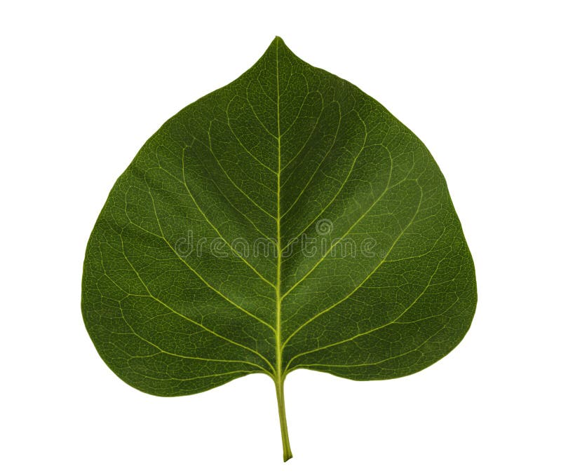 Hoja u hoja de la planta aislada en el fondo blanco Hoja verde u hojas verdes en el fondo blanco fotografía de archivo libre de regalías Hoja u hoja de la planta aislada en el fondo blanco Hoja verde u hojas verdes en el fondo blanco fotografía de archivo libre de regalías