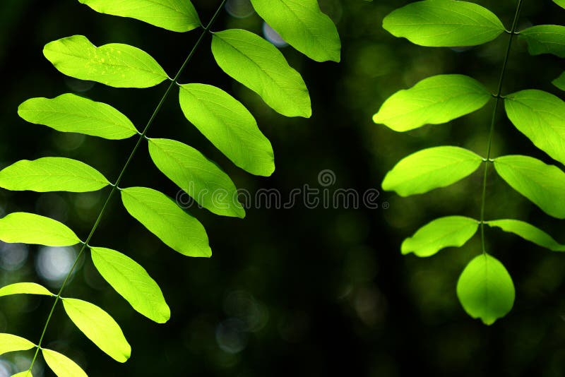 hoja verde imágenes de archivo libres de regalías hoja verde imágenes de archivo libres de regalías