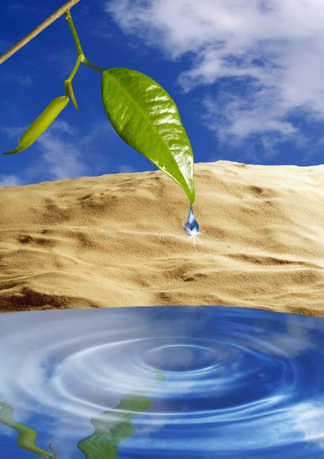 Green leaf above water level. Green leaf above water level