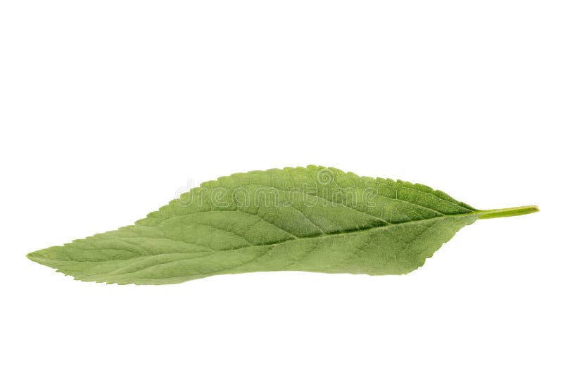 Hoja verde de la manzana aislada en el fondo blanco fotografía de archivo libre de regalías Hoja verde de la manzana aislada en el fondo blanco fotografía de archivo libre de regalías
